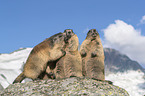 Alpine Marmots