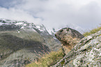 Alpine Marmot