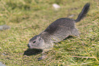 young Alpine Marmot