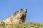 Alpine Marmot