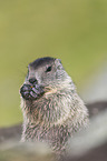 young Alpine Marmot