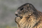 Marmot portrait