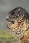 Marmot portrait