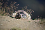 lying Marmot