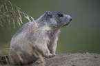 sitting Marmot