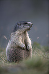 sitting Marmot