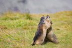 marmots