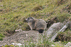 Marmot