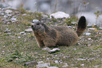 Marmot