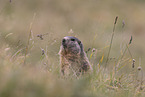 Marmot