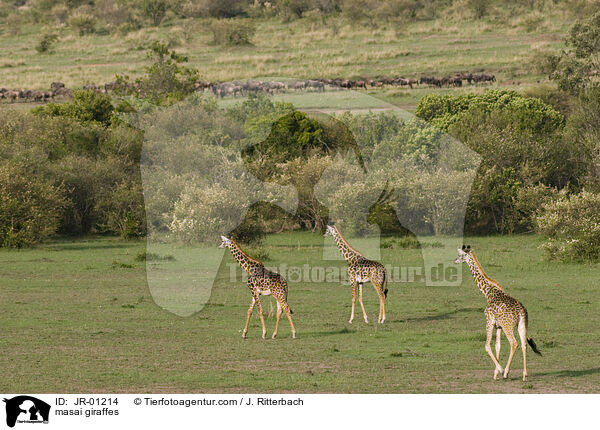 Massaigiraffen / masai giraffes / JR-01214