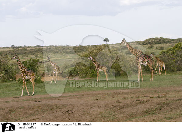 Massaigiraffen / masai giraffes / JR-01217