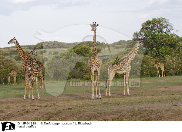 Massaigiraffen / masai giraffes / JR-01219