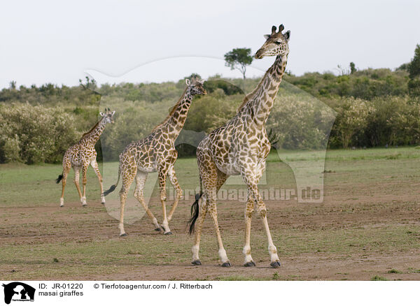 Massaigiraffen / masai giraffes / JR-01220