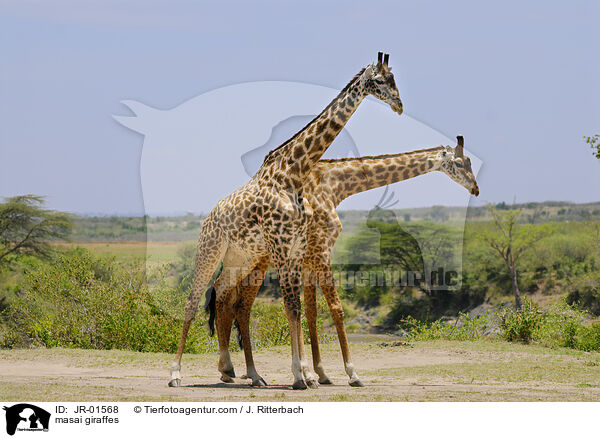 Massaigiraffen / masai giraffes / JR-01568