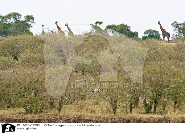 Massaigiraffen / masai giraffes / MBS-03203