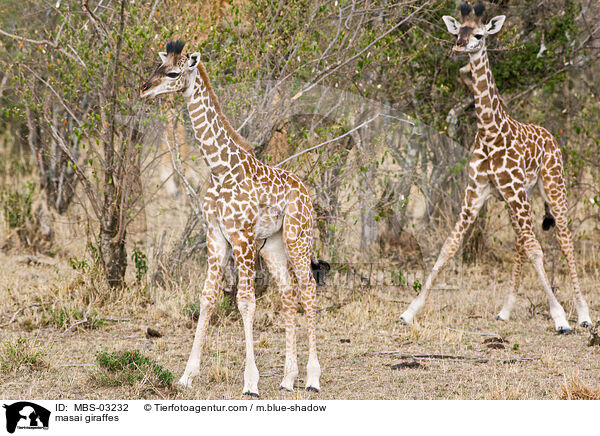 Massaigiraffen / masai giraffes / MBS-03232