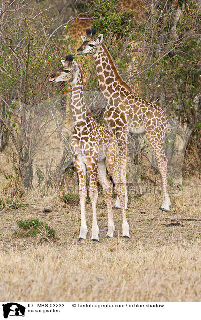 Massaigiraffen / masai giraffes / MBS-03233