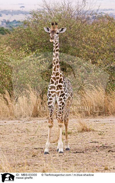 Massaigiraffe / masai giraffe / MBS-03300