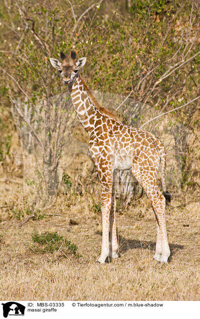 Massaigiraffe / masai giraffe / MBS-03335