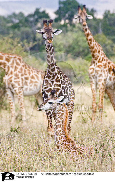 Massaigiraffen / masai giraffes / MBS-03336