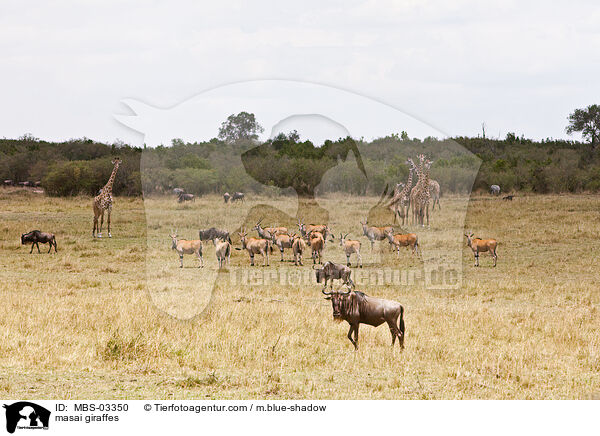 Massaigiraffen / masai giraffes / MBS-03350