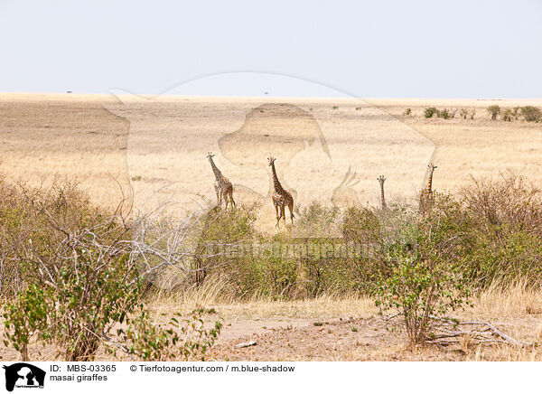 Massaigiraffen / masai giraffes / MBS-03365