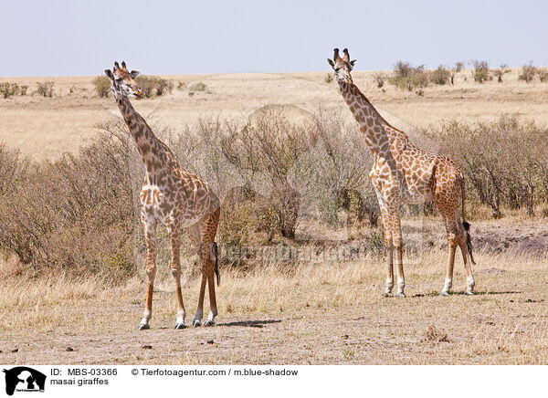 Massaigiraffen / masai giraffes / MBS-03366