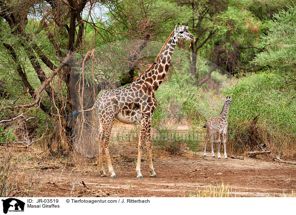 Masai Giraffes / JR-03519