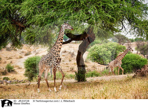 Massaigiraffen / Masai Giraffes / JR-03728