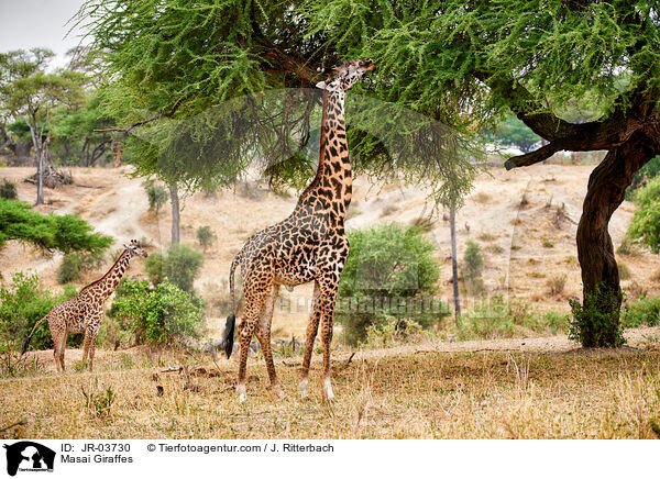 Massaigiraffen / Masai Giraffes / JR-03730