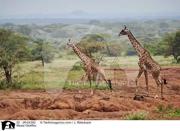 Massaigiraffen / Masai Giraffes / JR-04392