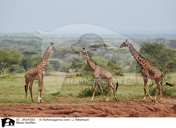 Masai Giraffes / JR-04393