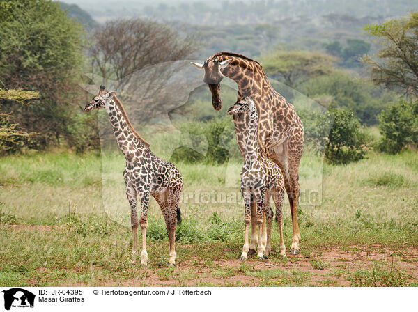 Massaigiraffen / Masai Giraffes / JR-04395