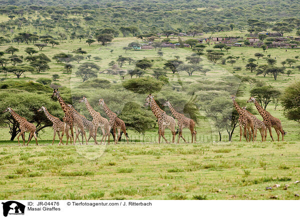 Massaigiraffen / Masai Giraffes / JR-04476