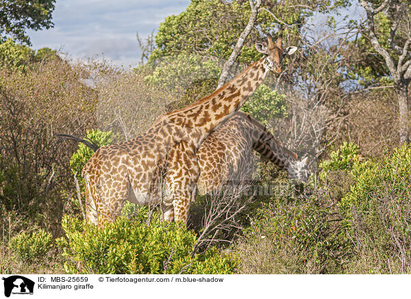 Massai-Giraffe / Kilimanjaro giraffe / MBS-25659
