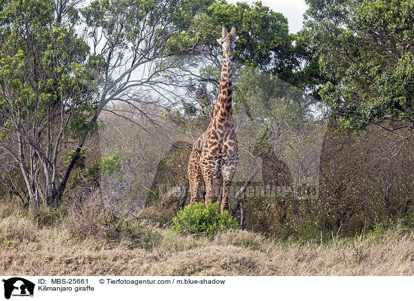 Massai-Giraffe / Kilimanjaro giraffe / MBS-25661