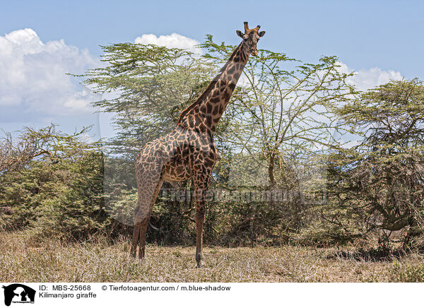 Kilimanjaro giraffe / MBS-25668