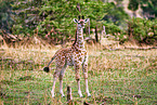 Masai Giraffe