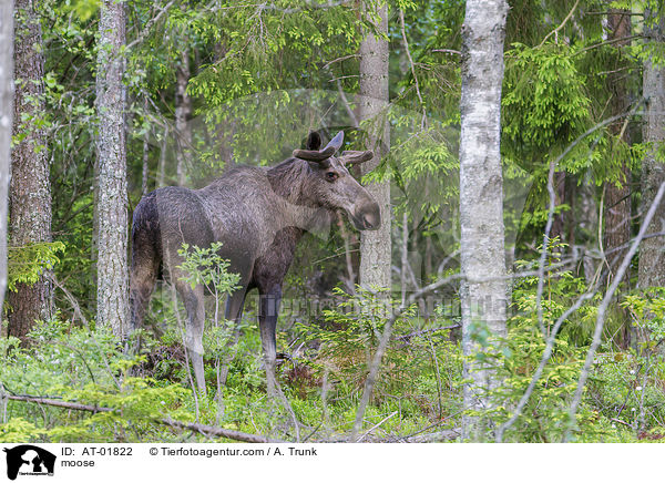Elch / moose / AT-01822