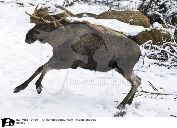 Elch / moose / MBS-10469