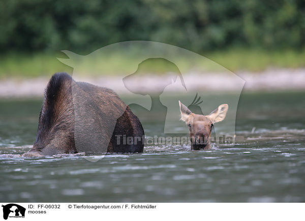 Elche / mooses / FF-06032