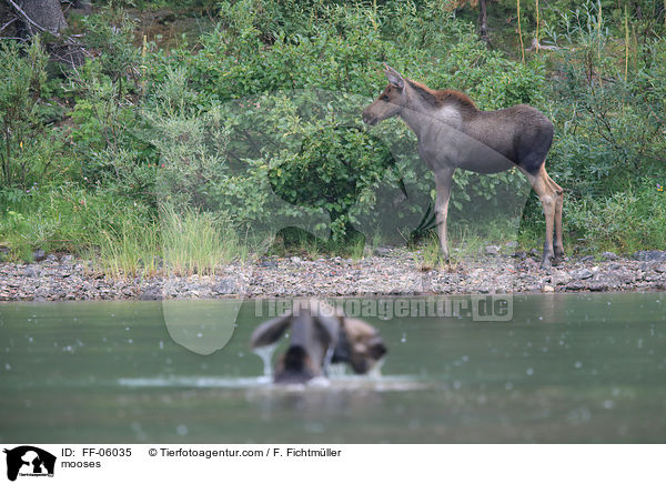 Elche / mooses / FF-06035