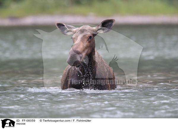 Elch / moose / FF-06059