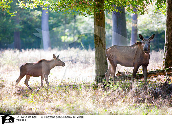 Elche / mooses / MAZ-05428