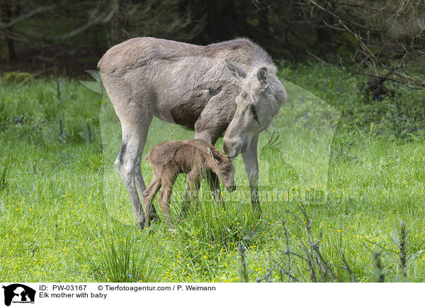 Elchmutter mit Jungem / Elk mother with baby / PW-03167