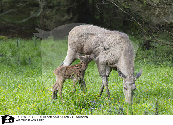 Elchmutter mit Jungem / Elk mother with baby / PW-03168