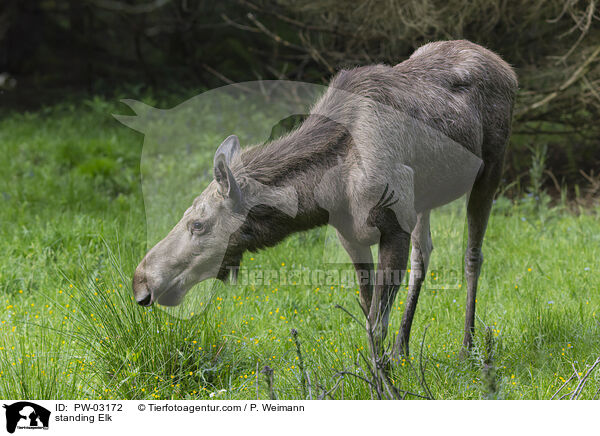 stehender Elch / standing Elk / PW-03172