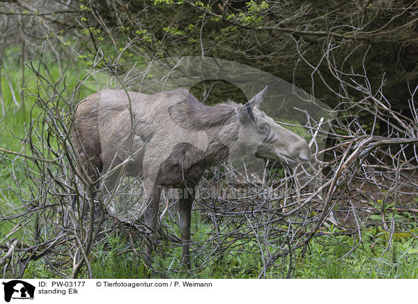 stehender Elch / standing Elk / PW-03177
