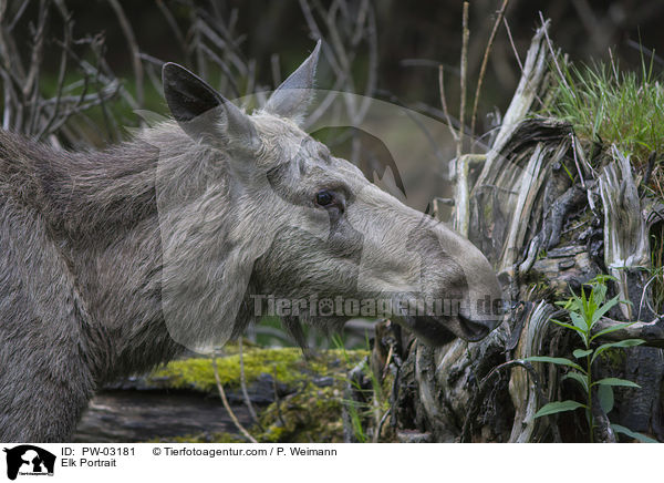 Elch Portrait / Elk Portrait / PW-03181